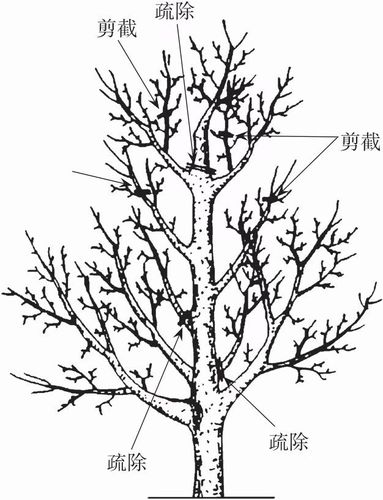 放任低产梨树的修剪是怎样的?