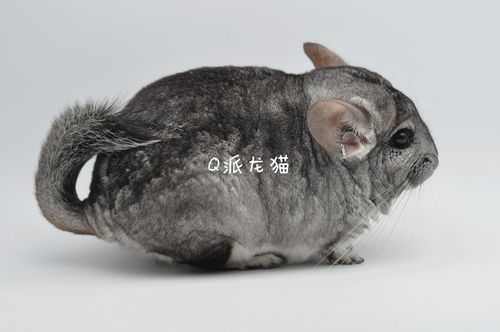 龙猫活体美国进口带紫携长耳钉灰色dd售出龙猫