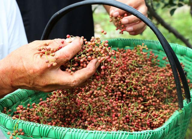 花椒籽如何催芽,怎样发芽快,发芽率高,文内4种方法供你选择