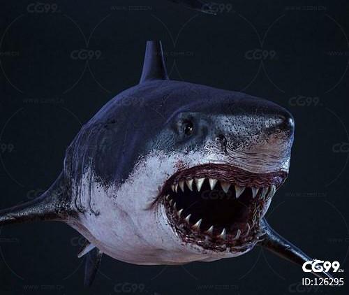 鲨鱼 大白鲨