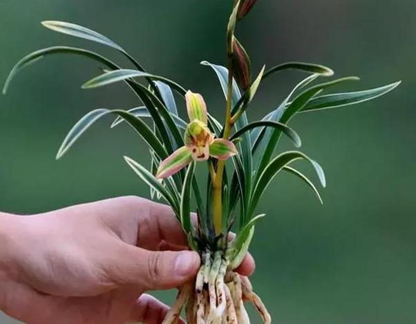 这种兰花很"霸气",具有帝王气息,一花双色,花开后兰香