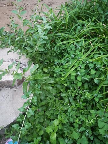 野生枸杞叶,我昨天做了菜汤,没焯水应该没事吧?