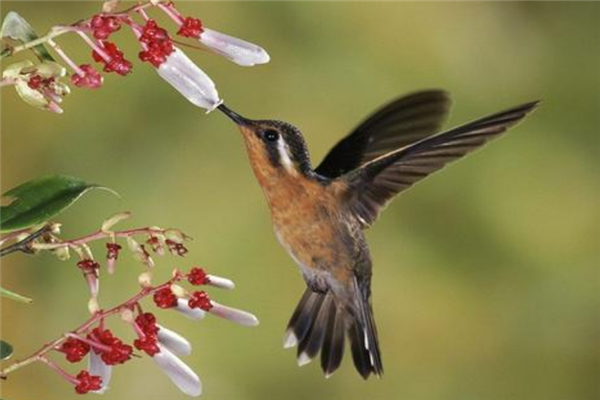 飞的最低的鸟排名尖尾雨燕上榜麻雀相当机敏常见