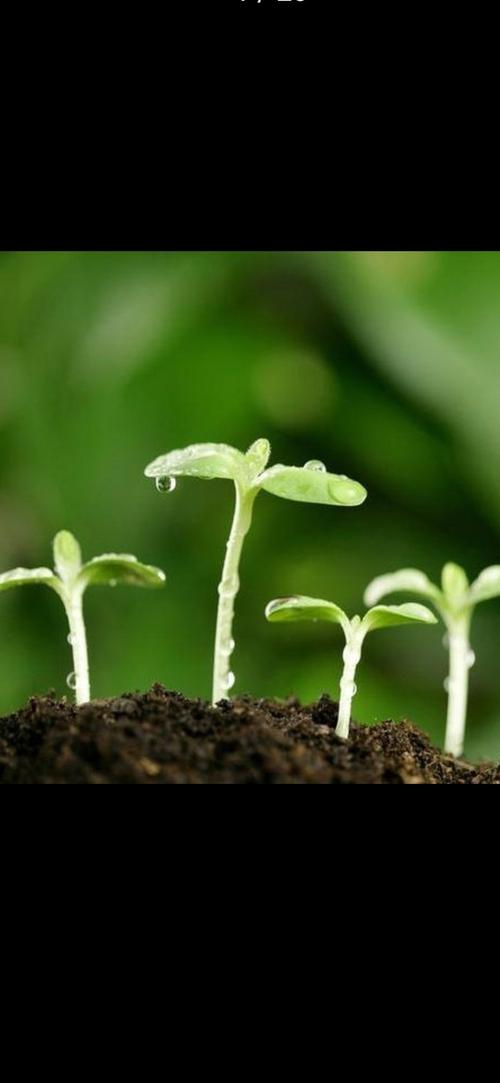 我们是不是像极了这破土而出,发芽的种子?