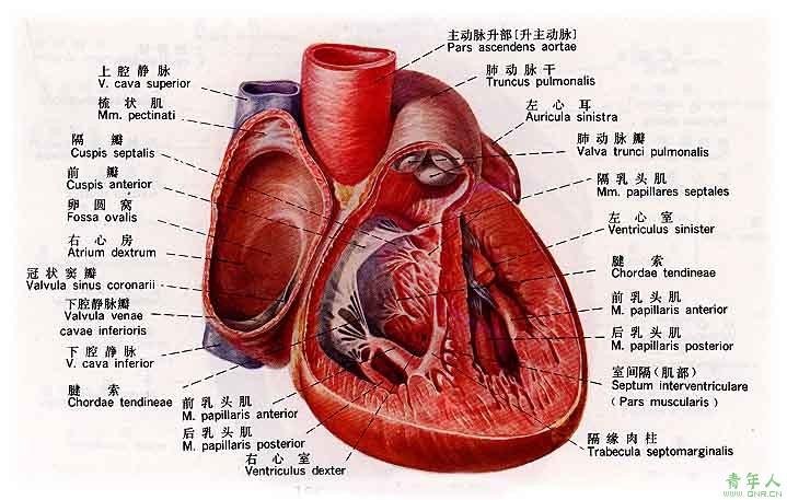 人体心脏解剖学人体解剖图
