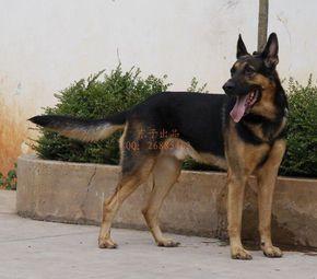 昆明犬黑背品系