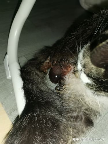 临近生产前,猫咪屁屁后面会有分泌物,这是正常的.