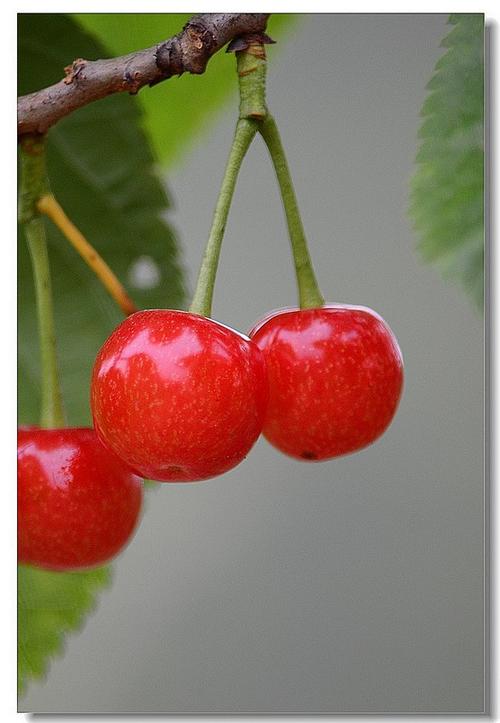 红樱桃