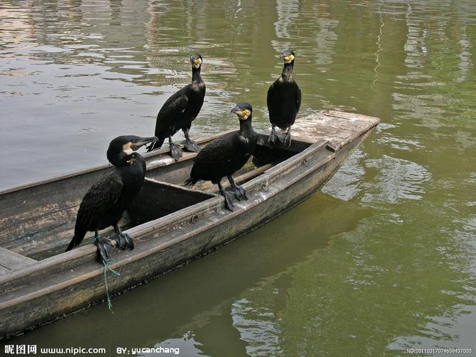 鸬鹚图片