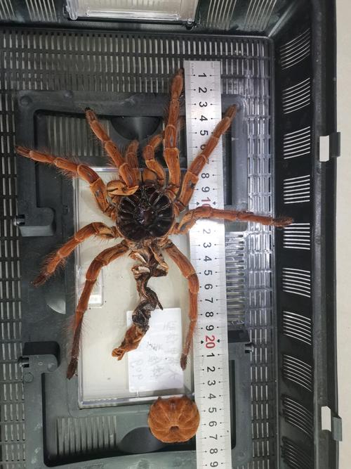 为啥捕鸟蛛不捕鸟却还叫捕鸟蛛?