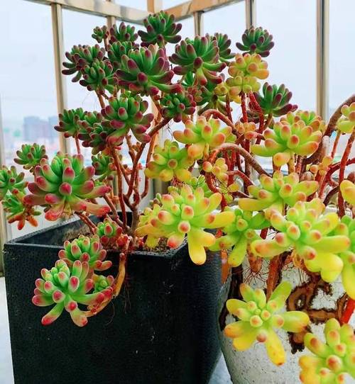 乙女心真的是多肉里的好宝宝出老桩速度超快