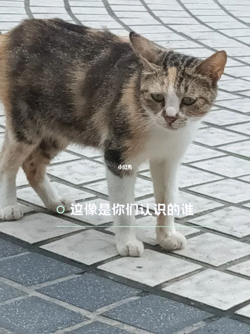 赖着不走的猫猫_猫咪_表情包_猫_素材_表情包
