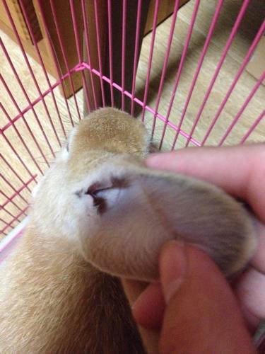 兔子总是用脚挠耳朵是不是得了耳螨 如果是得了耳螨该