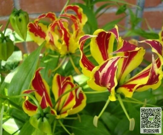 嘉兰的花语以及功效作用