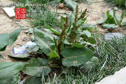 别   名:土大黄 科   属:  蓼科酸模属 产地分布:产陕西南部,甘肃