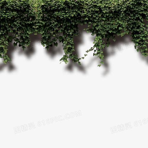 藤蔓爬墙虎叶子