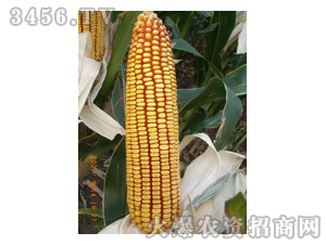 兴安3号玉米种(呼单七号)