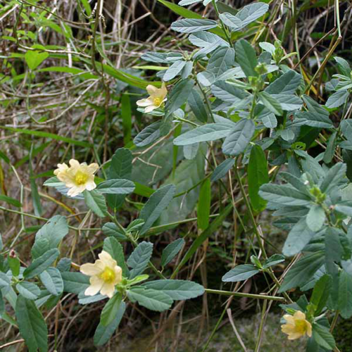 意外!走在山坡灌丛间,还可以欣赏这些美景:黄花母