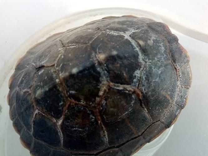 我家乌龟开始脱壳了怎么回事啊