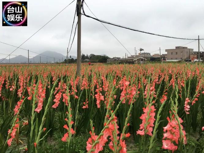 台山海宴惊现"一大片花海"美呆了!约吗?