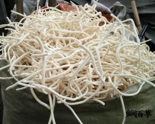 治小便不利,淋病,水肿,产妇乳汁不通,目昏,鼻塞等,通草中用法禁忌是气