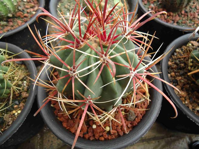 大雨过后的仙人球:神仙玉