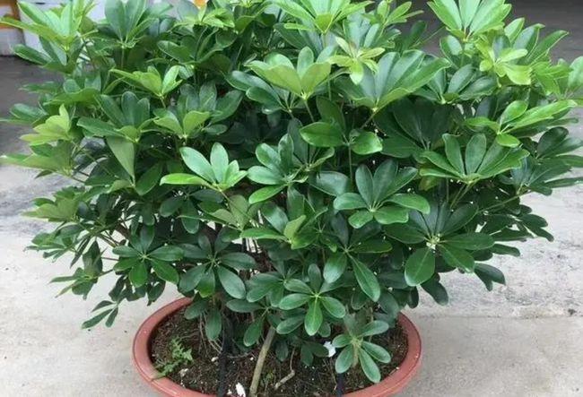 鸭脚木别只浇水掌握4个小技巧长得枝叶繁茂