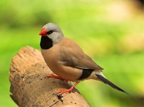 极品红色鸟类红嘴火雀