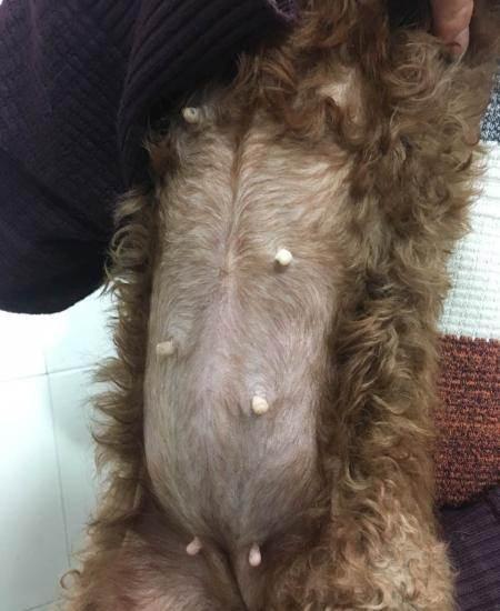 泰迪狗怀孕一个月图片