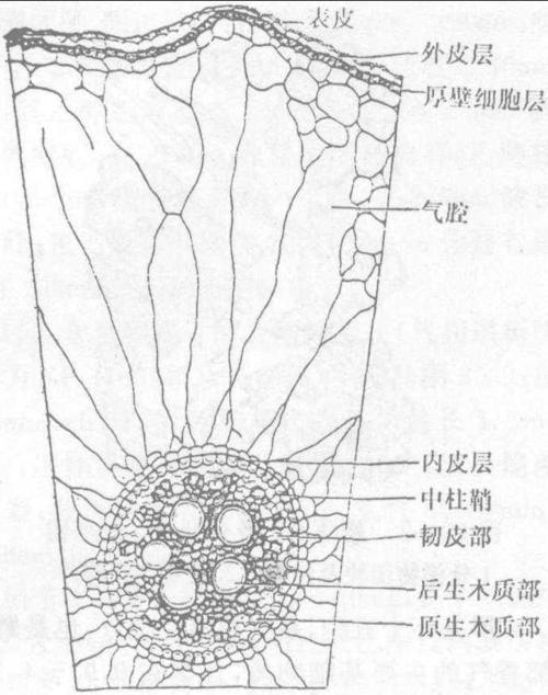 图823-1 糯稻根横切面简图