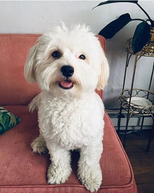 它的品种叫bidoodle 这种狗狗身材娇小 性格喜人 跟泰迪很像呢