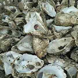 生蚝壳砌墙牡蛎壳清洗干净 牡蛎壳鱼缸过滤 蚝壳 小个蚝壳7-10cm