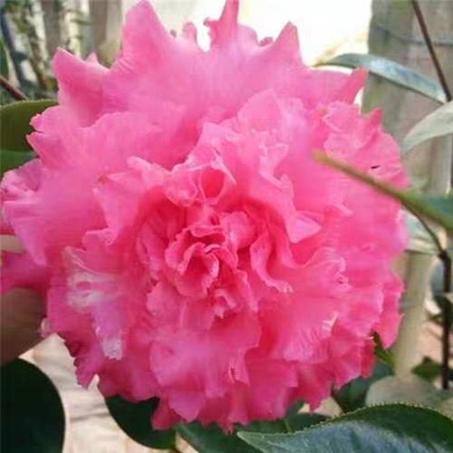 伊莲贝蒂进口名贵稀有有龙岩种多色茶花室内外花卉