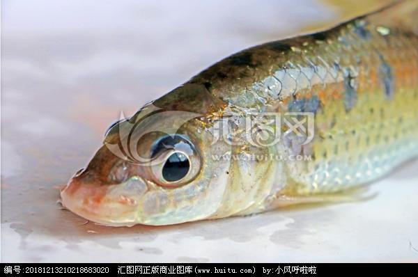 鸡骨郎,鱼类,动物摄影,摄影,汇图网www.huitu.com