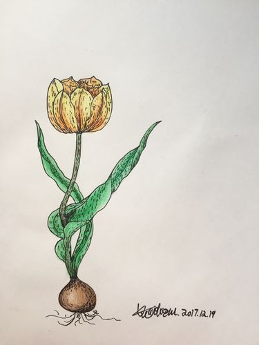 彩铅速写郁金香