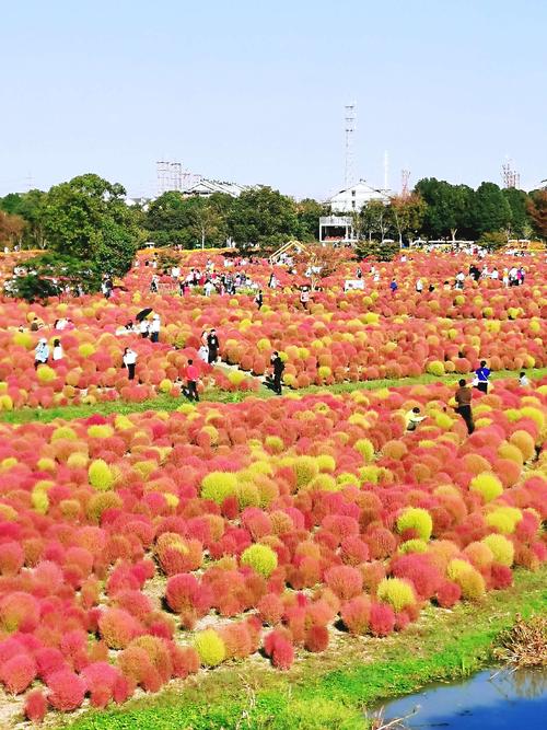 金山朱泾"花开海上生态园"格桑花海