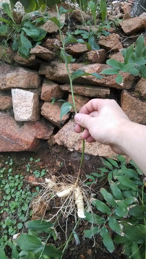 这是什么草,是药材吗?在家里山上看到的,很感兴趣.