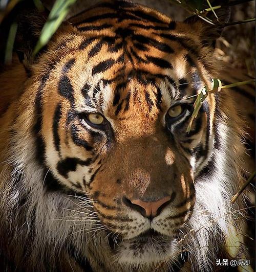 老虎交配场面堪比殊死搏斗,狮虎豹和家猫一样,阴茎上有倒刺吗?