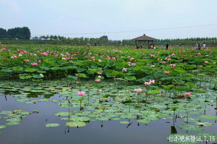 辽阳柳壕湿地公园一游