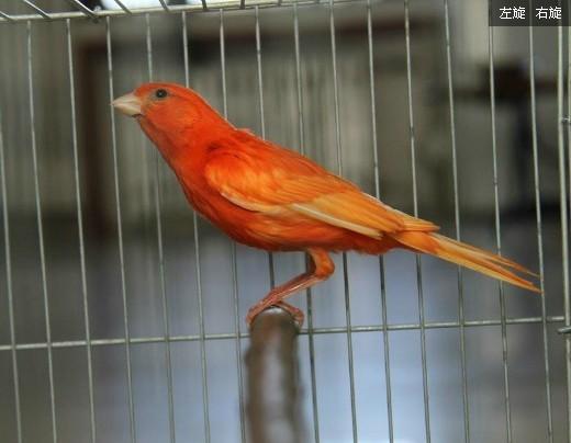 辣椒红玉鸟_玉鸟芙蓉鸟_玉鸟鸟笼_ 夏津红玉鸟 - 下午