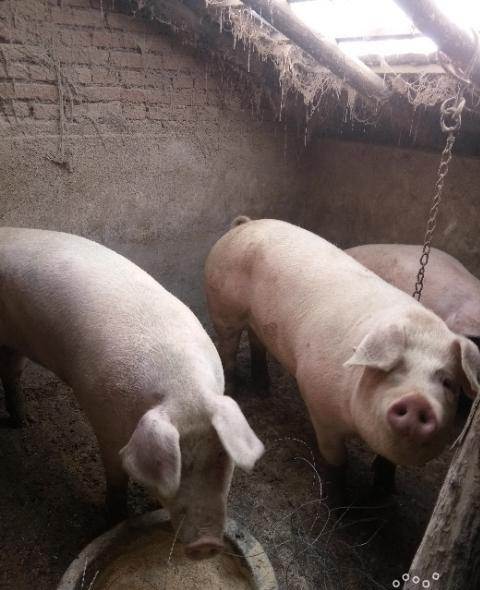自己家养的纯笨猪没喂饲料