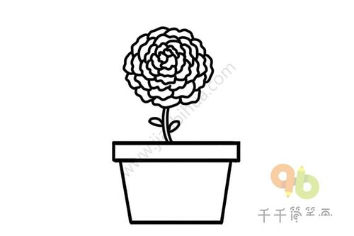 万寿菊简笔画怎么画