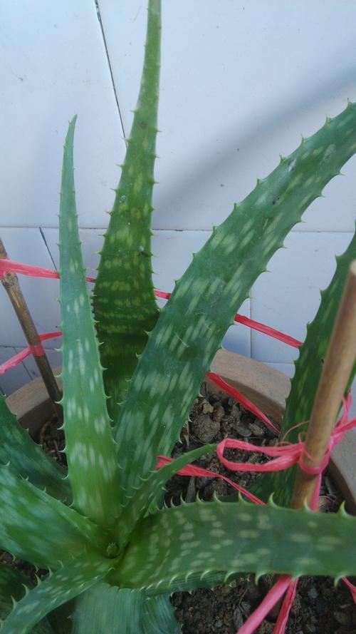 请问有谁知道这盆芦荟有没有毒