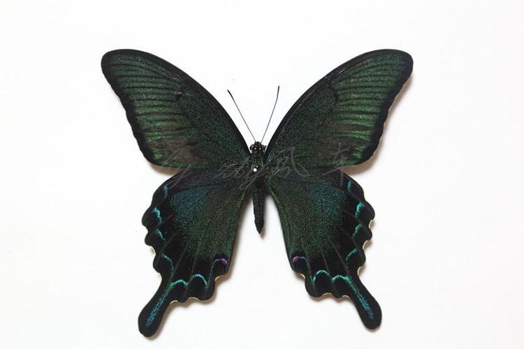 德罕翠凤蝶(秦皇岛一带)2018年10月12晚