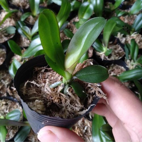 蝴蝶兰花苗 小苗 室内客厅办公桌花卉兰花盆栽植物 有带花剑大苗_7折