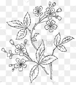 叶子素描简笔画