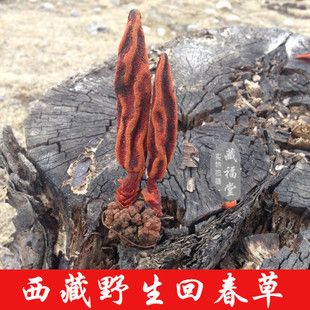 西藏特产 野生回春草 不老草 顶天柱 补肾补阳 保健固精 250克