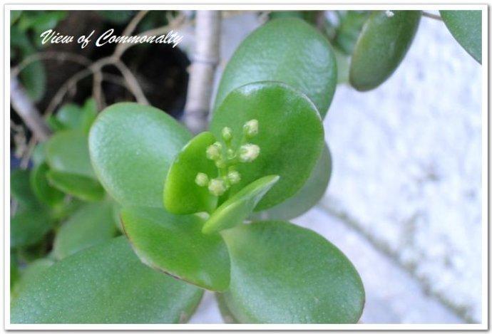 第一种:叶子稍长,呈倒卵形,叶色碧绿,叶缘无或略有红边.