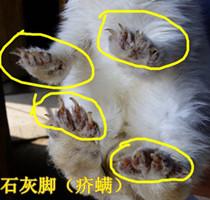 兔子爪子又干又白!