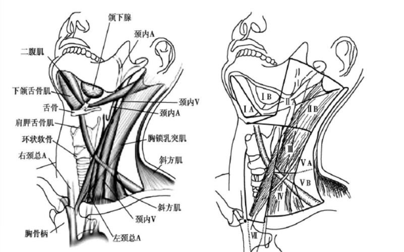 甲状腺淋巴结分区